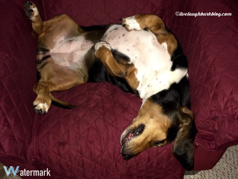 Basset Sleeping